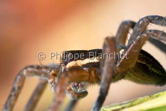 Pisauridae_0944.JPG - France, Morbihan (56), Araneae, Pisauridae, Dolomède des marais (Dolomedes fimbriatus), portrait of Great Raft spider